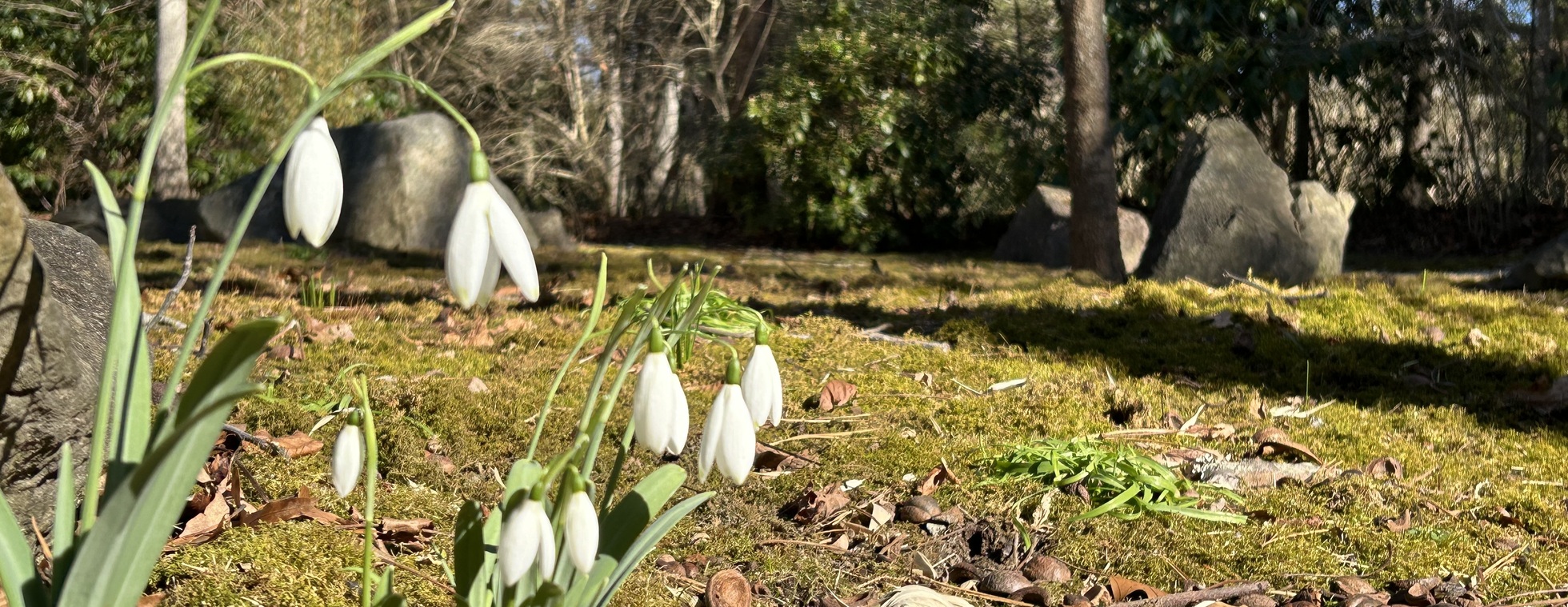 Early Spring Garden Walk